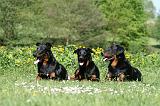 BEAUCERON 909